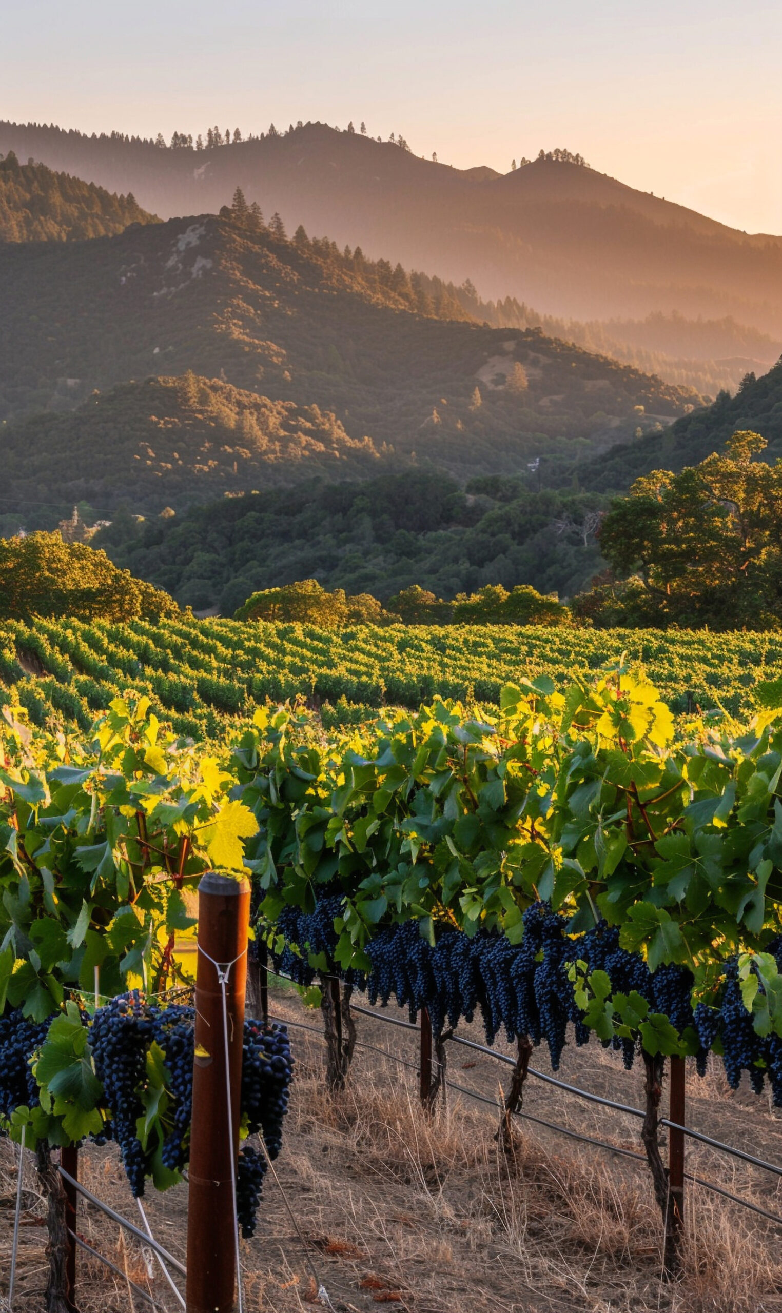Vineyard rows in a scenic wine-growing region